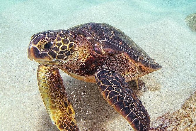 Full Day Oahu Circle Island -Turtle Beach Snorkel at North Shore - Why this Oahu circle island tour works