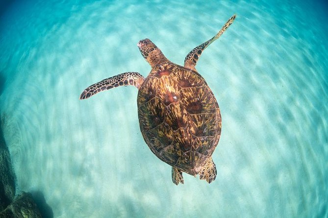 Full Day Oahu Circle Island -Turtle Beach Snorkel at North Shore - Halona Blowhole and the windward coast