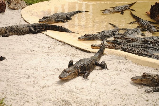 Fun Spot America Theme Parks - Orlando - Gator Spot adds an unusual change of pace