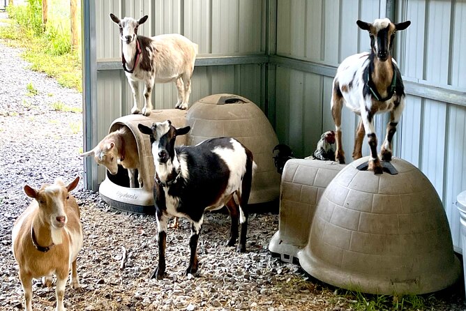 Gem Mining and Goat Farm Walking Tour in Hendersonville - What this Hendersonville outing is really like