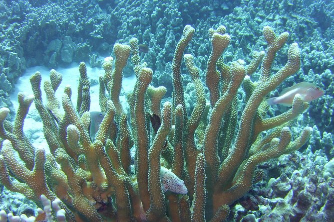 Glass-Bottom Boat Reef Tour - Moving toward the pinnacle and deeper water