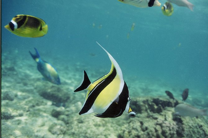 Glass-Bottom Boat Reef Tour - How to get the best departure