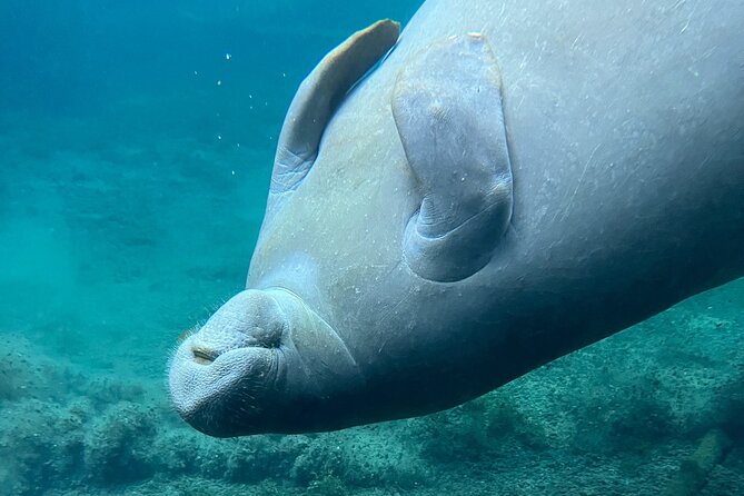 Glass Bottom Kayak Tours of Silver Springs - The main paddle: clear water, wildlife, and a steady pace