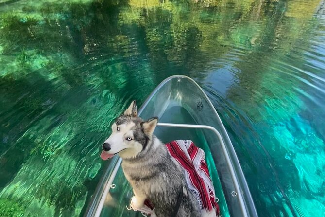 Glass Bottom Kayak Tours of Silver Springs - Who should book this Silver Springs experience?