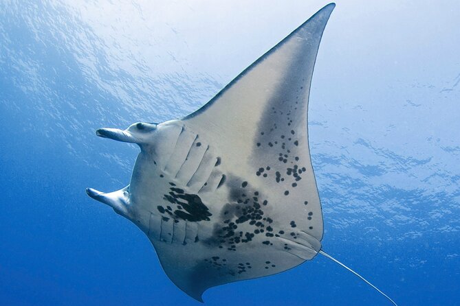 Glow of the Deep: Night Snorkeling with Manta Rays - The lighted board and the manta show