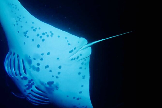 Glow of the Deep: Night Snorkeling with Manta Rays - Who should choose the early or late departure?
