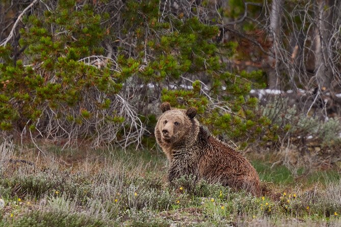 Grand Teton Half Day Tour - Morning or afternoon: which should you choose?