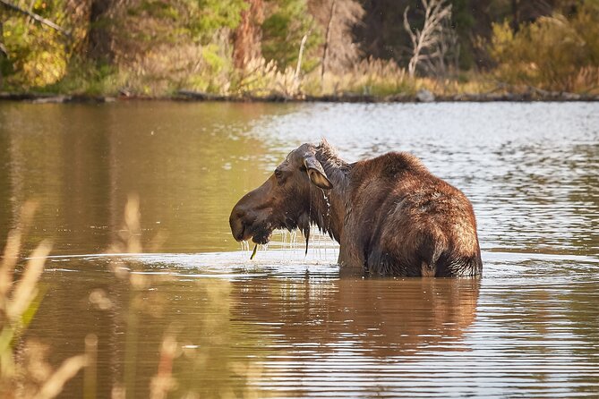 Grand Teton Half Day Tour - Group size, comfort, and family fit