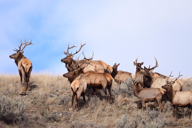 Grand Teton Wildlife Safari in a Enclosed or Open-Air Vehicle (season dependent) - Is $159 a fair price?