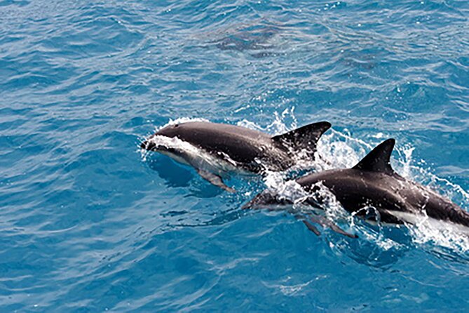 Guaranteed Dolphin Sighting Tour on Tropics Boat Tours - Searching for bottlenose dolphins