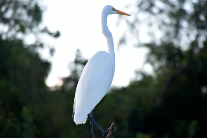 Guided Boat Tour of New Orleans Bayou - Entering Louisiana’s cypress swamp