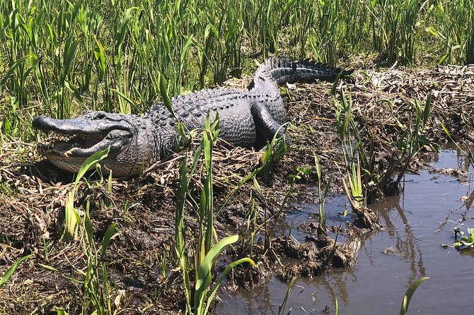 Guided Boat Tour of New Orleans Bayou - The birds and smaller creatures worth watching for