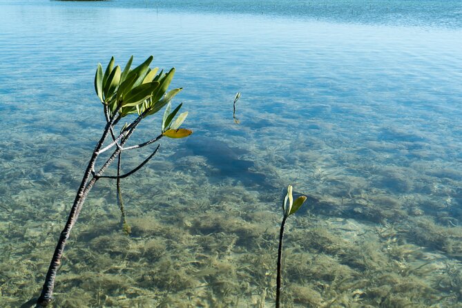 Guided Clear Kayak Eco-Tour Near Key West - Who will enjoy this most?