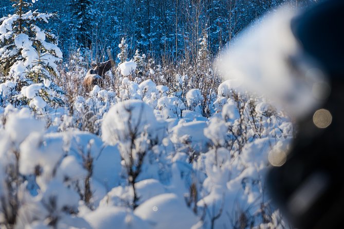Guided Fairbanks Snowmobile Tour - Arriving at Rod’s Alaskan Guide Service