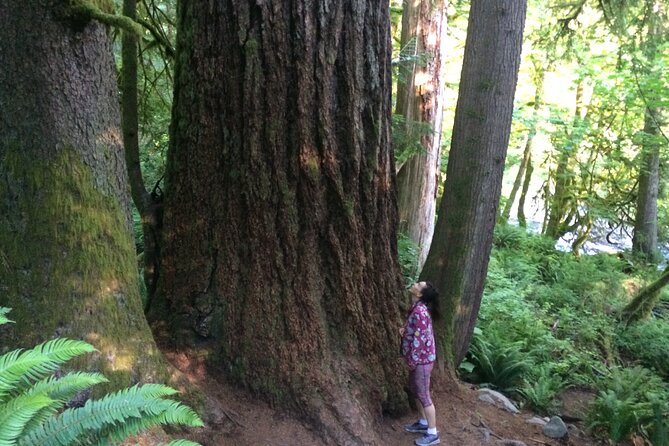 Guided forest hike to Seattle waterfalls incl. Snoqualmie Falls - Why this is a smart half-day escape from Seattle