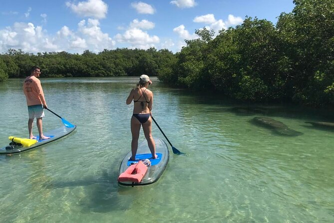 Guided Island EcoTour: CLEAR/Standard Kayak, SUP - Bonita Springs - Is $50 a good value?