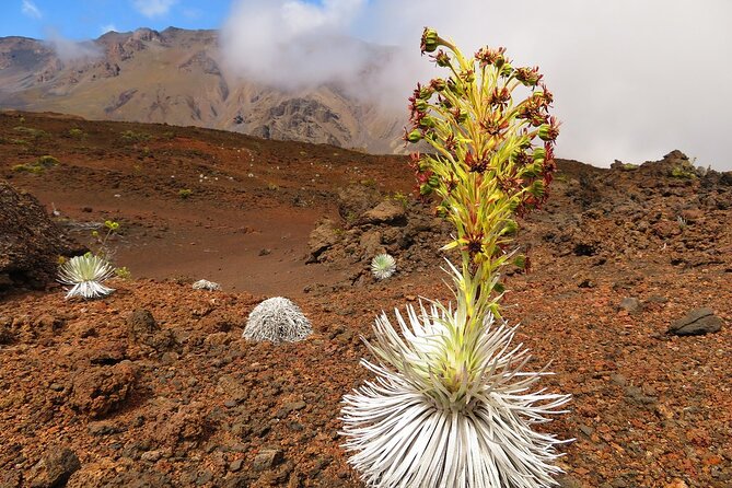 Haleakala Sunrise Best Self-Guided Bike Tour - Makawao, Haiku, and the breakfast stop