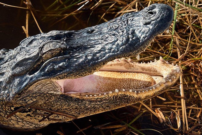 Half-day Everglades National Park Tour and 1-Hour Air Boat Ride - Guides are the heart of the experience