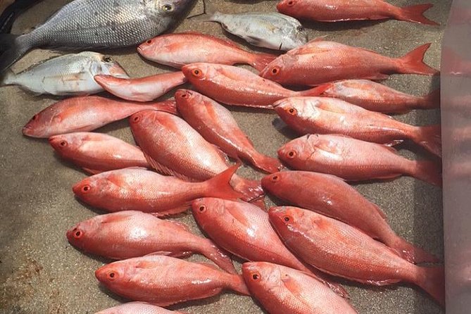 Half-Day Fishing Trip in Fort Lauderdale - Learning the basics without bringing your own gear