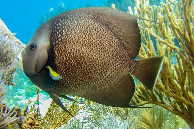 Half Day Snorkel Trip on Reefs in the Florida Keys - Why this Key Largo reef trip is worth your morning or afternoon