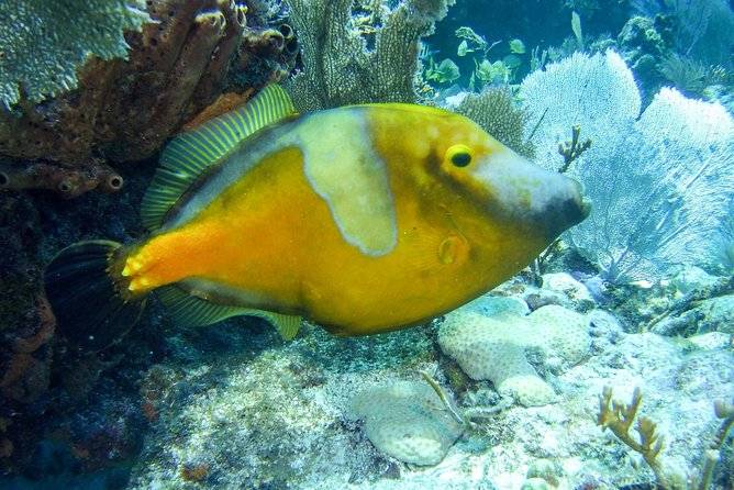 Half Day Snorkel Trip on Reefs in the Florida Keys - Weather and cancellation realities