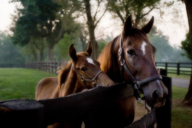 Half-Day Thoroughbred Horse Farm Tour in Kentucky - Starting at the Thoroughbred Heritage Visitors Center