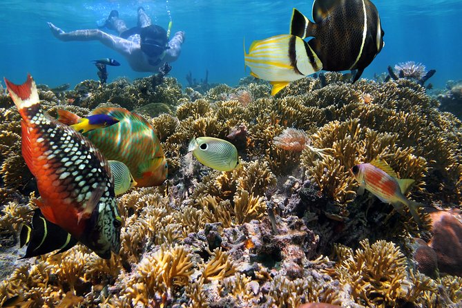 Hanauma Bay Snorkeling - What you can see in the water