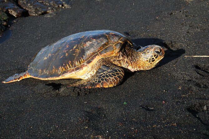 Hilo Shore Excursion: Volcanoes National Park & Black Sand Beach - Vans, Group Size, and Timing