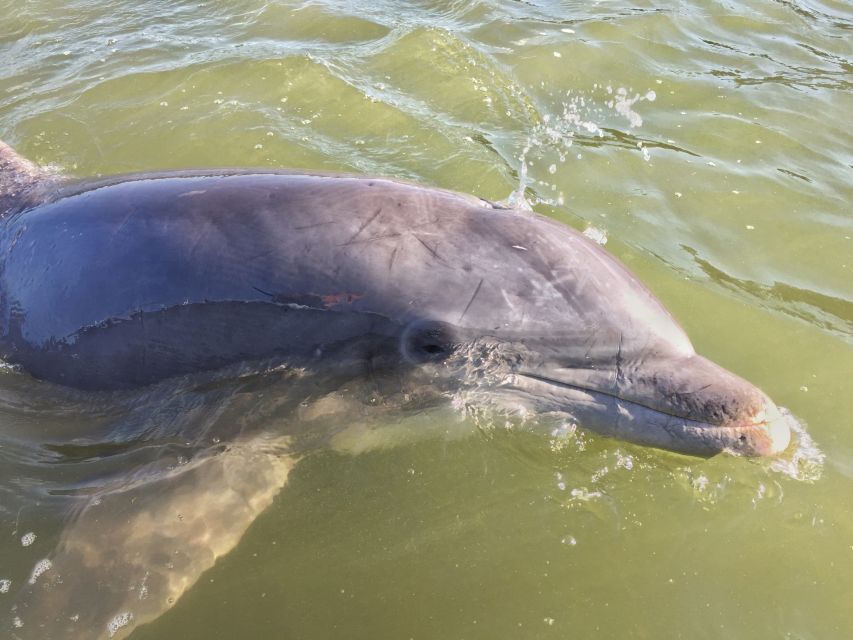 Hilton Head Island: Daytime Dolphin Watching Boat Tour - Key points before you book