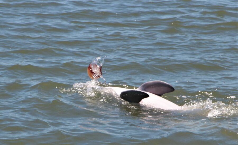 Hilton Head Island: Daytime Dolphin Watching Boat Tour - Leaving Lowcountry Watersports at Palmetto Bay Marina