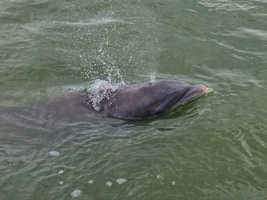 Hilton Head Island: Daytime Dolphin Watching Boat Tour - How to get the most from the 90 minutes