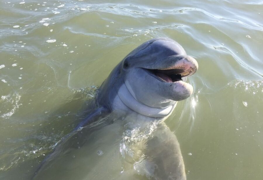 Hilton Head Island: Daytime Dolphin Watching Boat Tour - Calibogue Sound and the search for dolphins