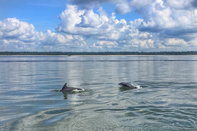 Hilton Head Island Dolphin Boat Cruise - Five things to know before you go