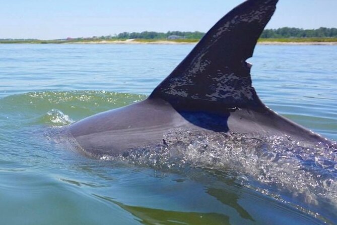 Hilton Head Island Dolphin Boat Cruise - A narrated look at Hilton Head’s marsh ecosystem