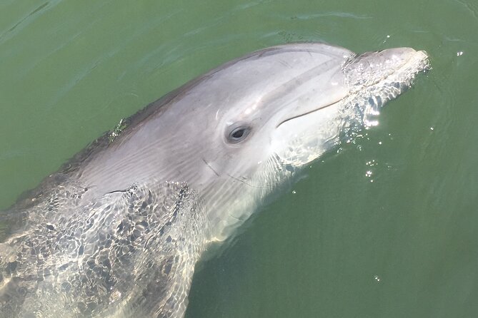 Hilton Head Island Dolphin Boat Cruise - What else you may see beyond dolphins