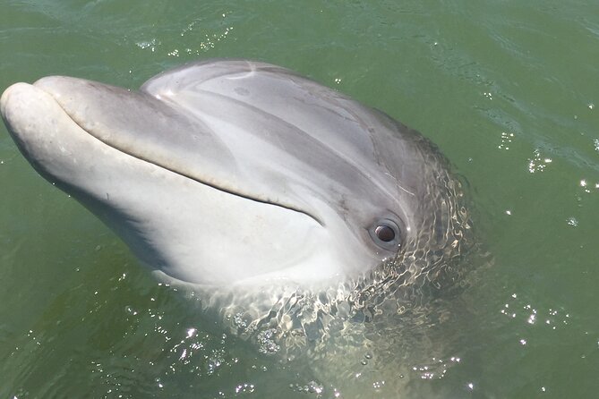 Hilton Head Island Dolphin Boat Cruise - Who should book this Hilton Head cruise?