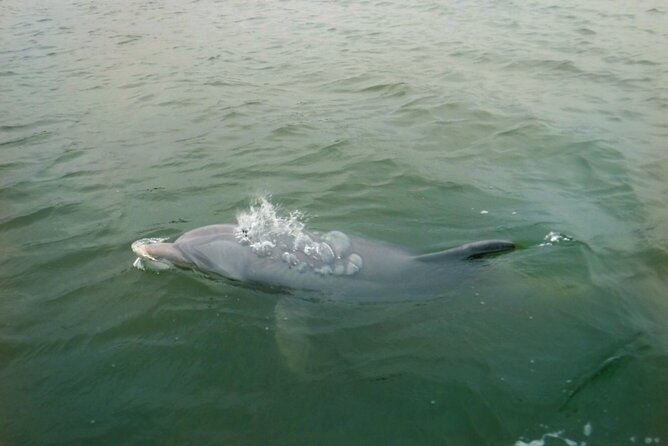 Hilton Head Island Dolphin Boat Cruise - Finding dolphins in one of the world’s largest populations