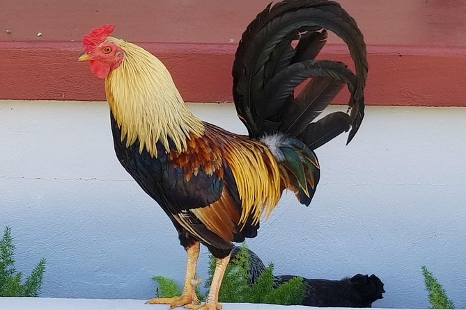 Historic Ybor City Food Walking Tour - Group size, dietary needs, and practical comfort