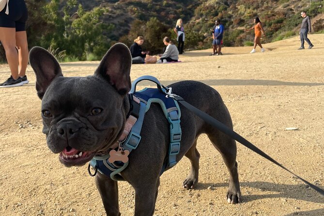 Hollywood Sign 2.5-Hour Tour with Comedians and Their Dogs - Who will enjoy this outing most?