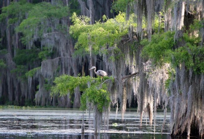 Honey Island Swamp Boat Tour - Key points before you book
