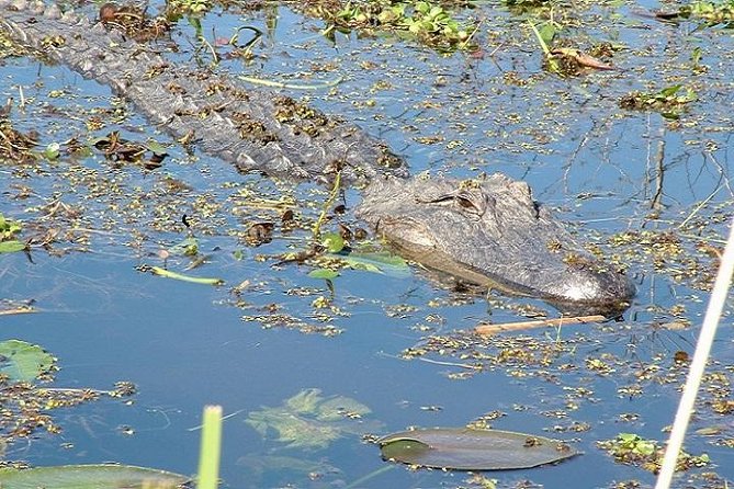 Honey Island Swamp Boat Tour - Reaching Honey Island Swamp from New Orleans
