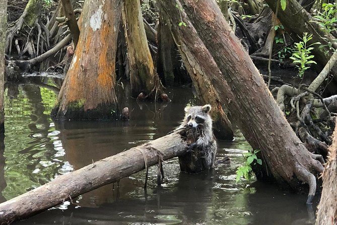 Honey Island Swamp Boat Tour - Weather, seasons, and what to wear