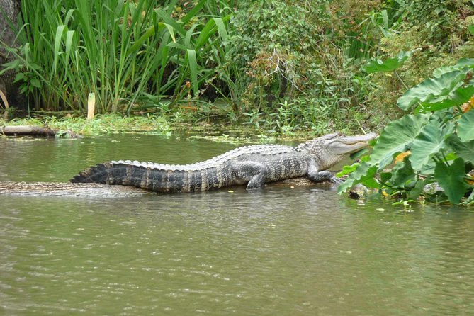 Honey Island Swamp Boat Tour - Two hours on the West Pearl River
