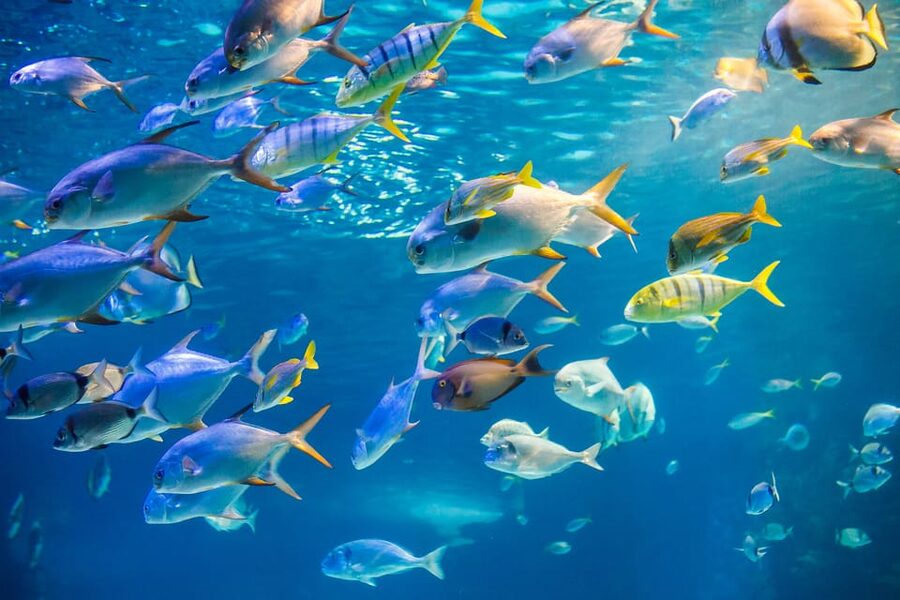 Honolulu: Glass Bottom Boat Tour along Oahu's South Shore - Sea turtles, dolphins, and the luck of the day