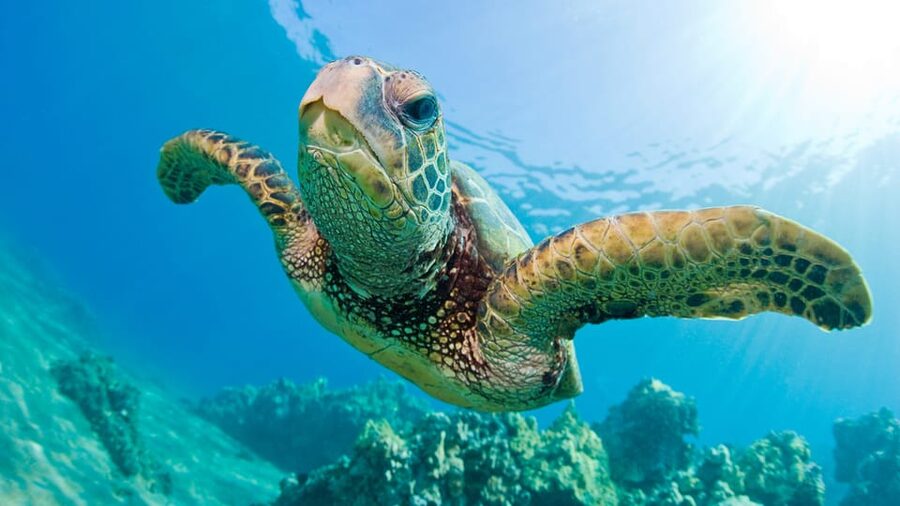 Honolulu: Glass Bottom Boat Tour along Oahu's South Shore - What the boat ride feels like for families