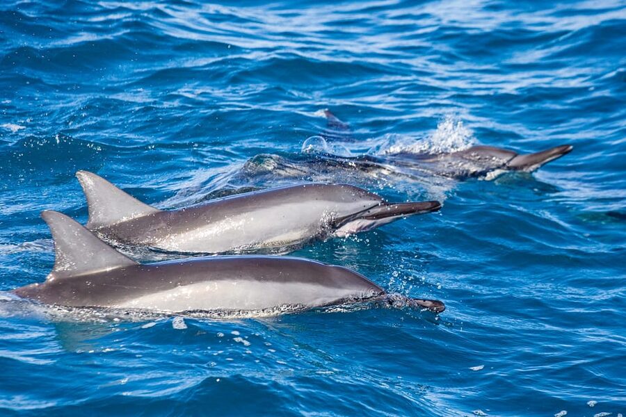 Honolulu: Glass Bottom Boat Tour along Oahu's South Shore - Who should book this Honolulu boat tour?