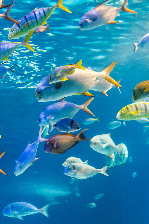 Honolulu: Glass Bottom Boat Tour along Oahu's South Shore - Looking below the surface at live reefs