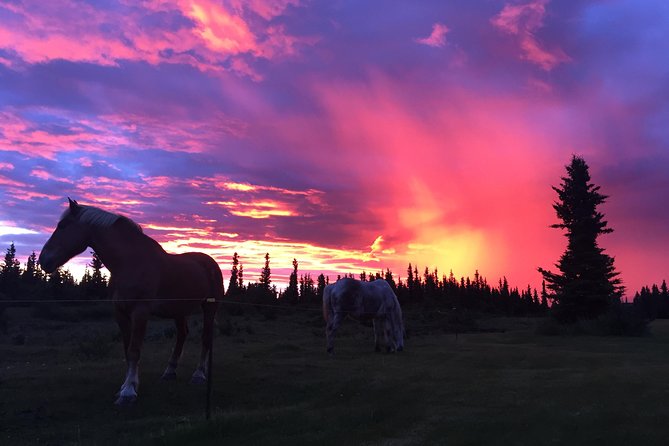 Horse-Drawn Covered Wagon Ride with Backcountry Dining - A backcountry pavilion and a generous family meal
