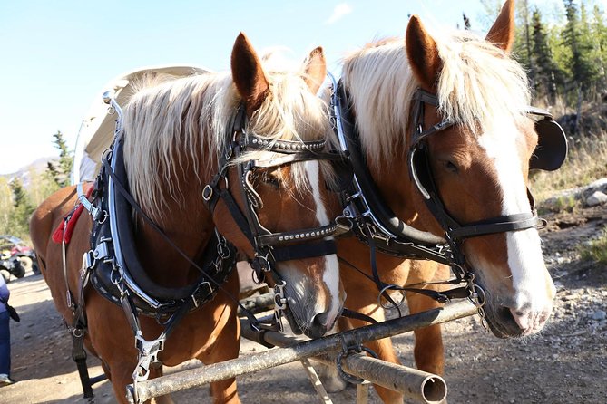 Horse-Drawn Covered Wagon Ride with Backcountry Dining - The return route along cabins and old mining country