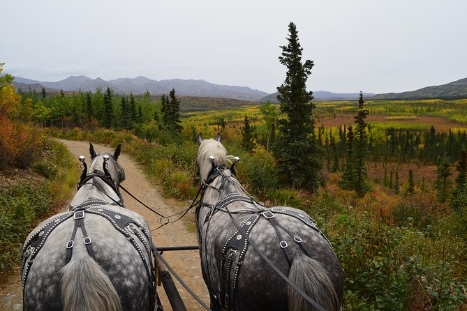 Horse-Drawn Covered Wagon Ride with Backcountry Dining - Forty-five minutes beside Denali’s mountain range